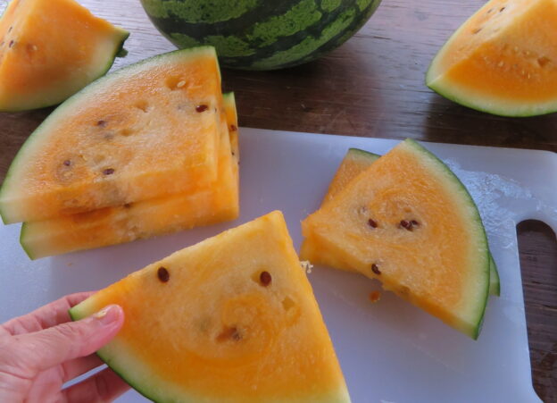 Melon d'eau 'Leelanau Sweetglo'