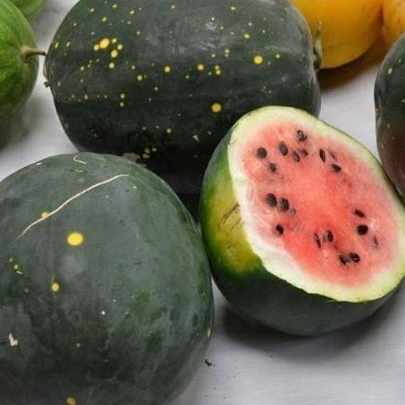Organic watermelon 'Moon & Stars Van Doren'