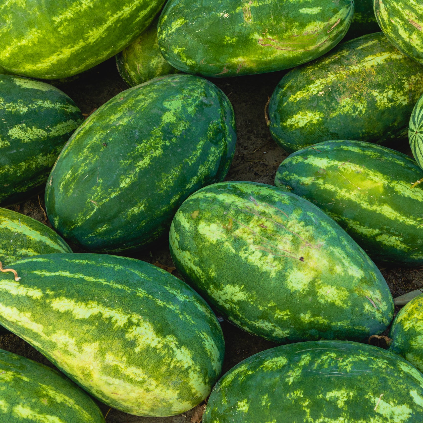 Photo de Melon d‘eau ’Stargazer' F1. Les fruits présentent cette forme : allongée. Le visuel permet d’observer les contours, les teintes et la disposition des éléments présentés. Les détails de forme et les contrastes donnent un aperçu de l’apparence de cette plante ou de sa récolte. Cette photographie accompagne la variété nommée afin de l’identifier dans la sélection de semences.