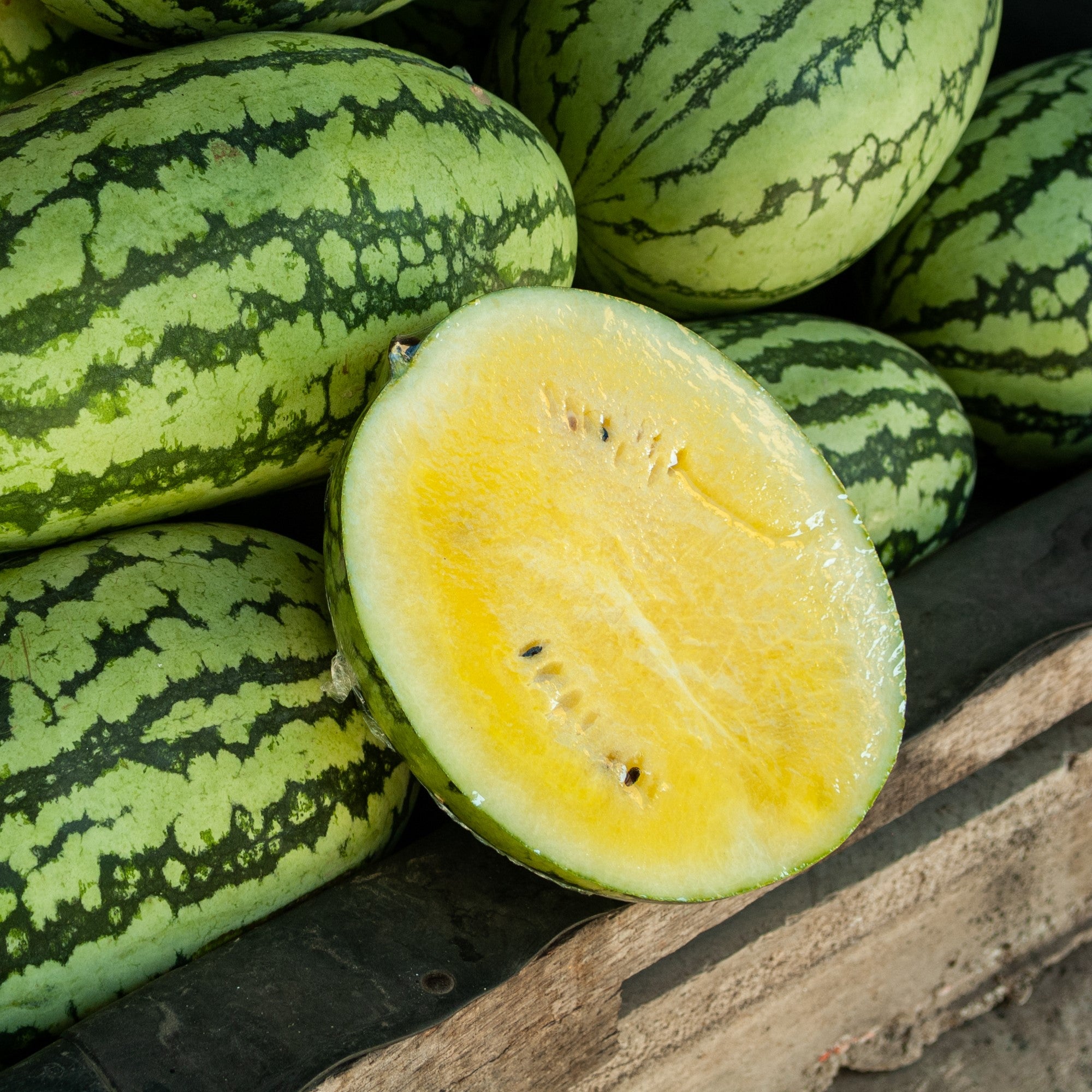 Yellow watermelon 'Sweet Siberian'