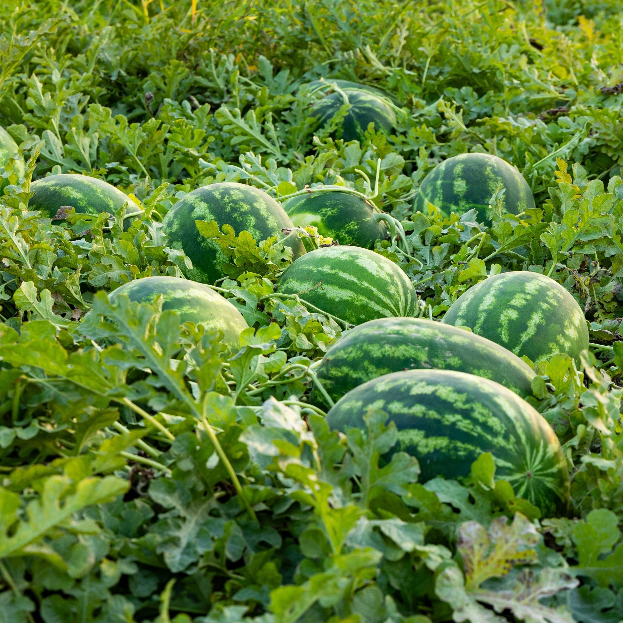 Photo de Melon d'eau pollinisateur Ace F1. Prévoyez une surface suffisante au potager pour que le feuillage puisse s’étendre sans étouffer les cultures voisines Les fruits présentent cette forme : ronde-ovale. Le visuel permet d’observer les contours, les teintes et la disposition des éléments présentés. Les détails de forme et les contrastes donnent un aperçu de l’apparence de cette plante ou de sa récolte.