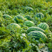 Photo de Melon d'eau pollinisateur Ace F1. Prévoyez une surface suffisante au potager pour que le feuillage puisse s’étendre sans étouffer les cultures voisines Les fruits présentent cette forme : ronde-ovale. Le visuel permet d’observer les contours, les teintes et la disposition des éléments présentés. Les détails de forme et les contrastes donnent un aperçu de l’apparence de cette plante ou de sa récolte.