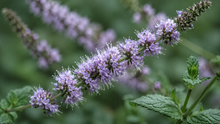 Menthe bio — Réglisse/Coréenne (<em>Agastache rugosa</em>)