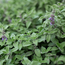 Banana mint