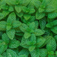 Strawberry mint