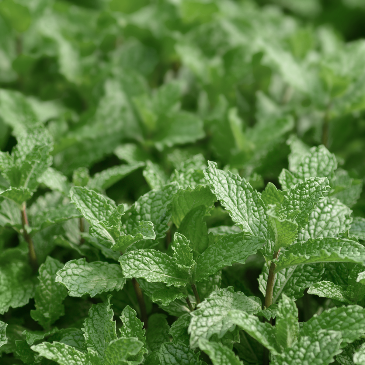 Mojito mint