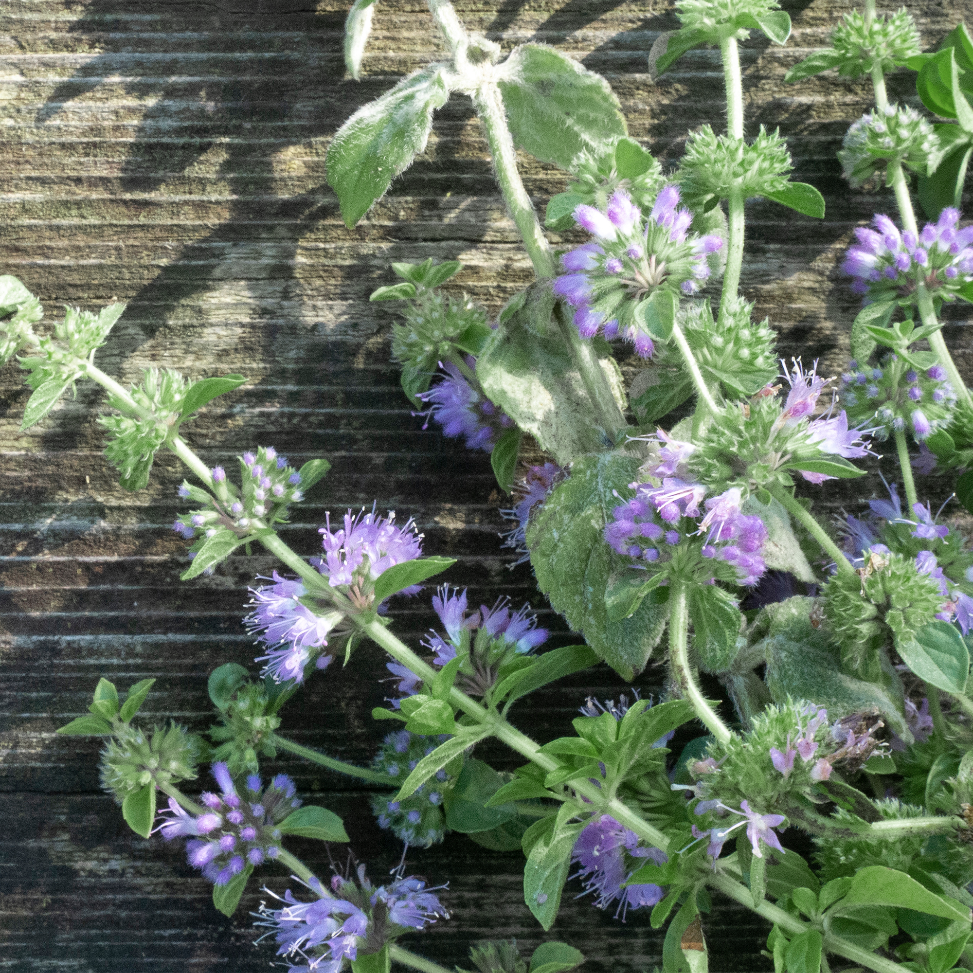 Pennyroyal