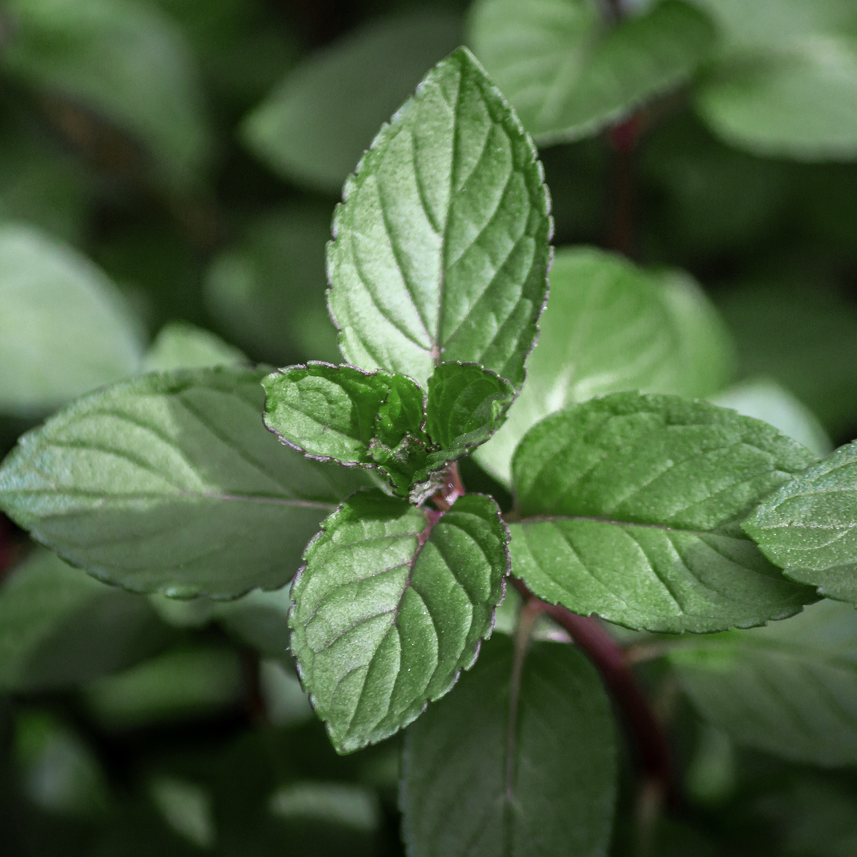 Mint chocolate