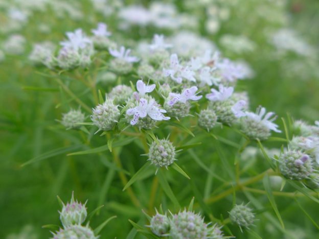 Mountain mint