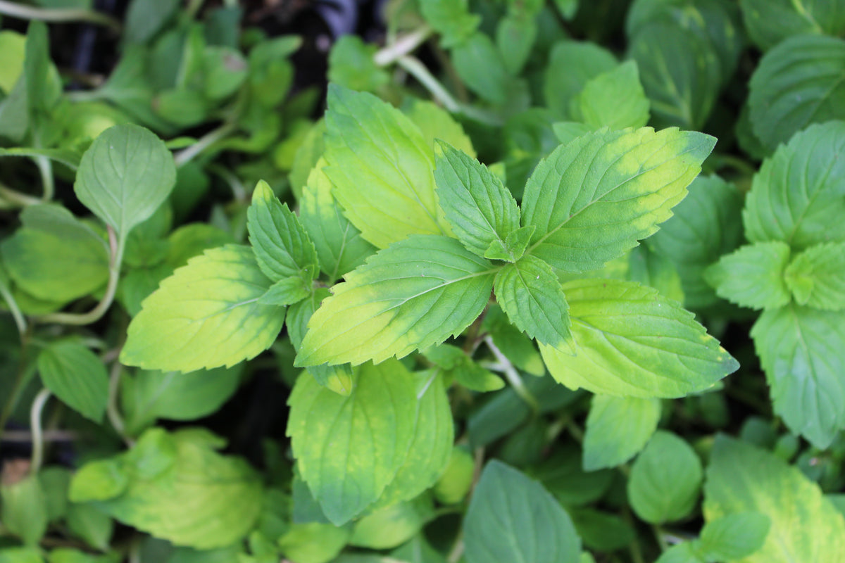 Mint ginger