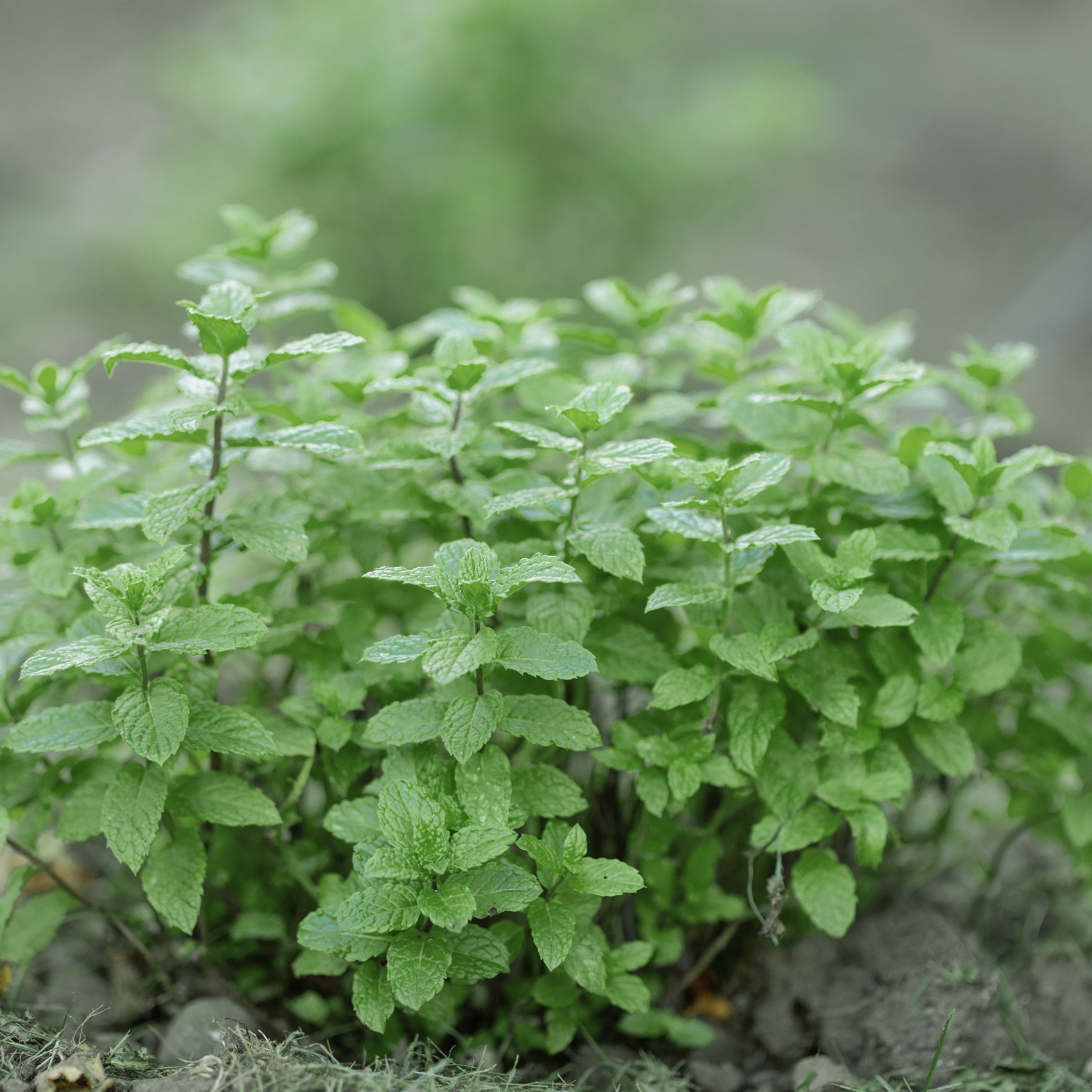 Moroccan mint