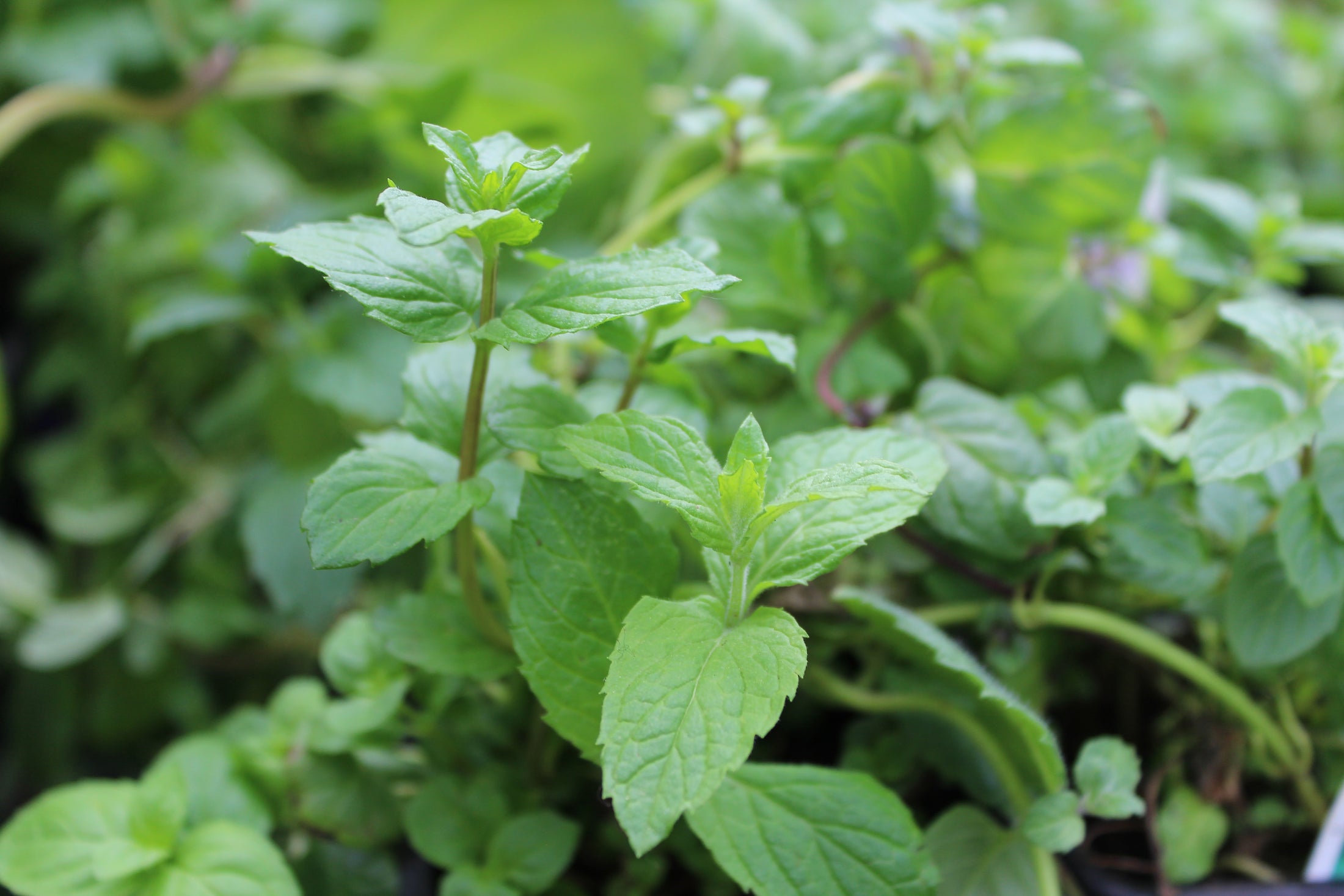 Peppermint
