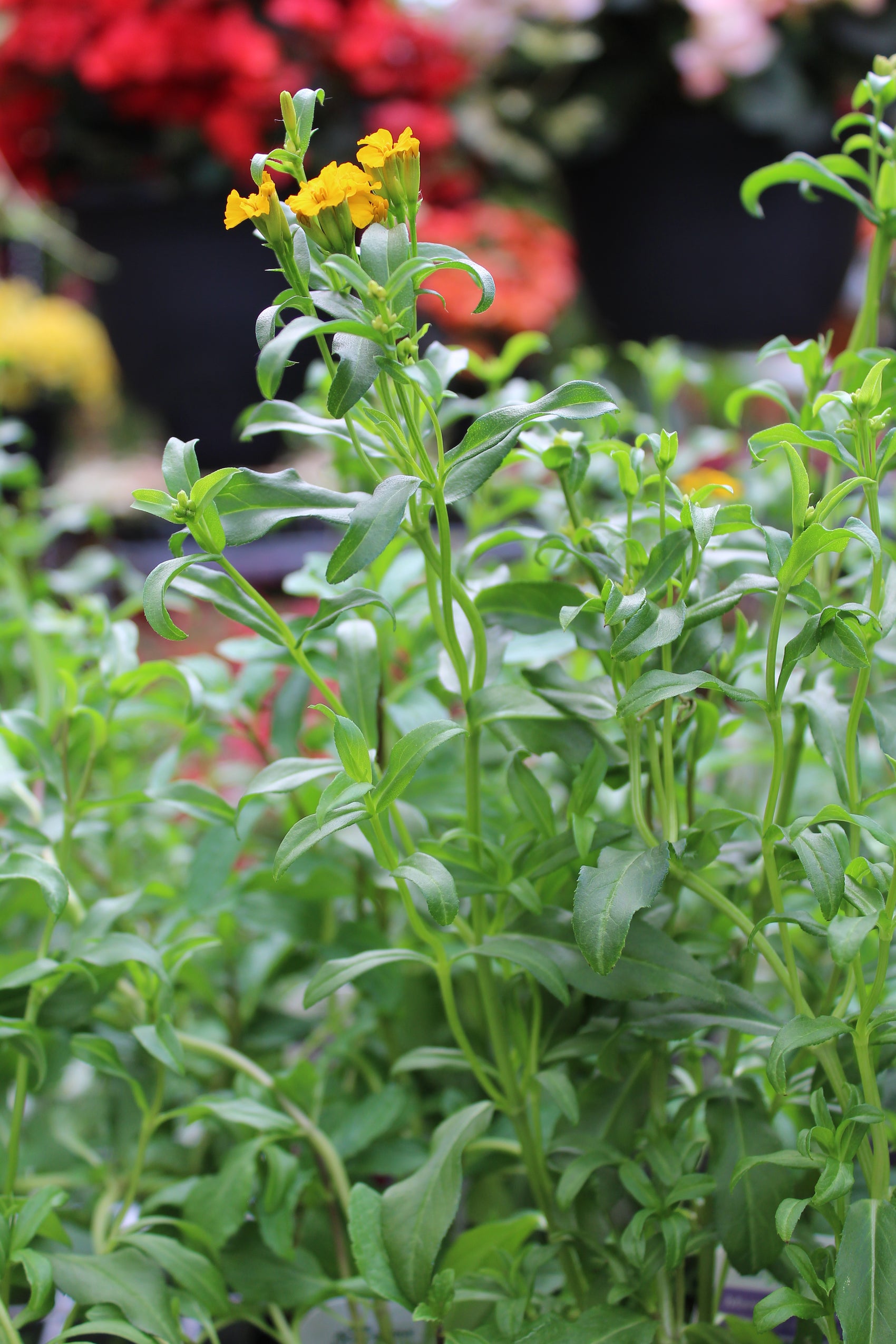 Mexican mint marigold