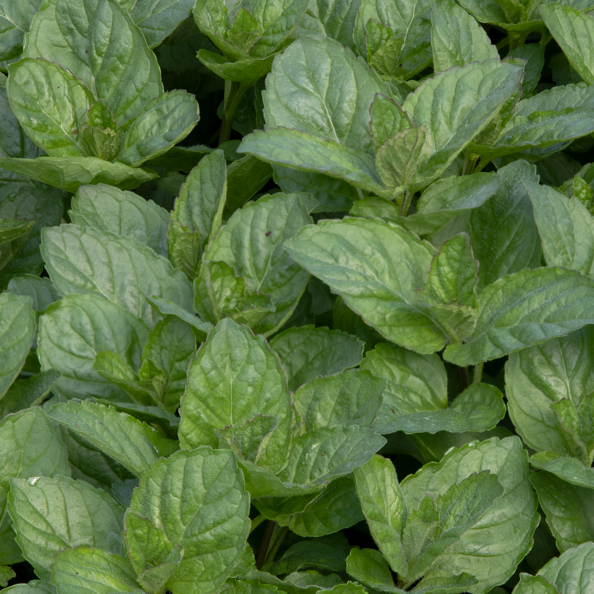 Grapefruit Mint