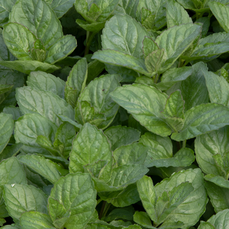 Menthe pamplemousse
