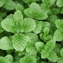 Peppermint