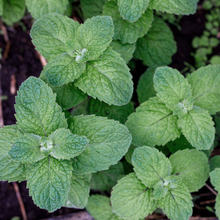 Apple mint