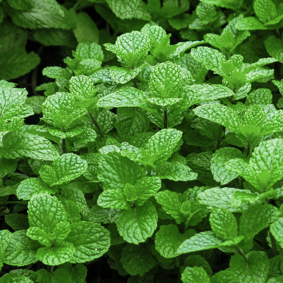 Spearmint