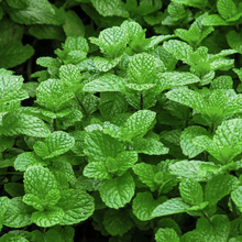 Spearmint