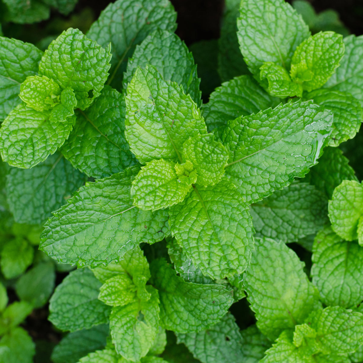Menthe verte