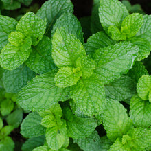 Menthe verte