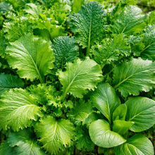 Organic 'Basic Cruciferous Combo' Mesclun