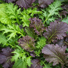 Organic Luxury Cruciferous Mesclun Combo