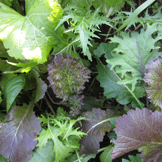 Mesclun de Crucifères de luxe. Jeunes feuilles de crucifères vertes et pourprées. Le cadrage permet de voir les formes, les couleurs et les détails du sujet représenté. Les contours se détachent du fond de l’image, avec des différences de teinte et de texture visibles sur les surfaces. Cette vue accompagne la présentation du produit dans la boutique.