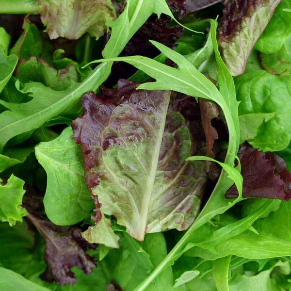 Mesclun 'Mild Mix'