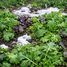 Organic 'Winter Greens' Mesclun