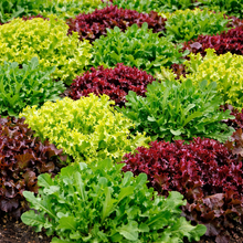 Organic mixed salad greens on a ribbon 