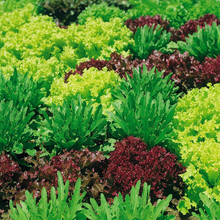Mesclun on a ribbon