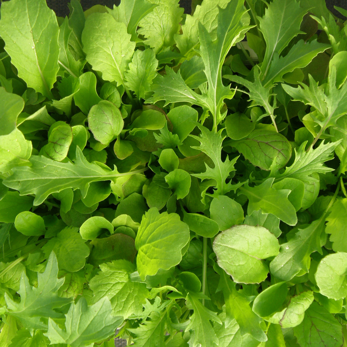 Mesclun de luxe. Mesclun vert composé de feuilles de formes différentes. Le cadrage permet de voir les formes, les couleurs et les détails du sujet représenté. Les contours se détachent du fond de l’image, avec des différences de teinte et de texture visibles sur les surfaces. Cette vue accompagne la présentation du produit dans la boutique.