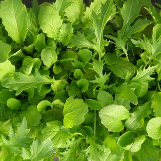 Mesclun de luxe. Mesclun vert composé de feuilles de formes différentes. Le cadrage permet de voir les formes, les couleurs et les détails du sujet représenté. Les contours se détachent du fond de l’image, avec des différences de teinte et de texture visibles sur les surfaces. Cette vue accompagne la présentation du produit dans la boutique.