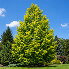 Metasequoia glyptostroboides 'Amber Glow'