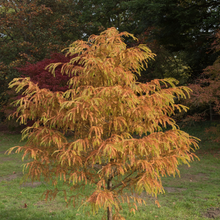Metasequoia glyptostroboides 'Matthaei Broom'