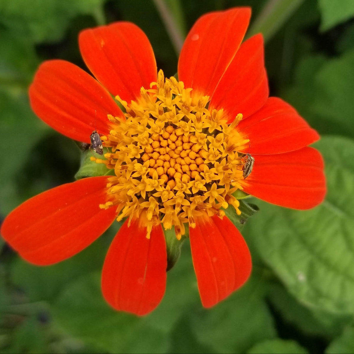 Organic sunflower 'Mexican Sunflower'