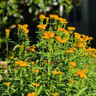Organic Mexican Tarragon Seeds by Gaia, product image prepared for Canadian gardeners.