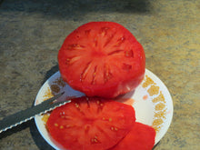 Tomate grecque de Michael – Gaia Organic Seeds