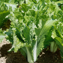 Chinese Cabbage Michihli