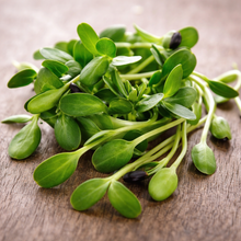 Organic sunflower microgreens