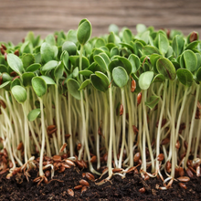 Flax sprout