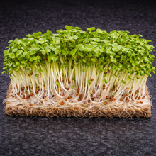 Raab Organic Broccoli Microgreens