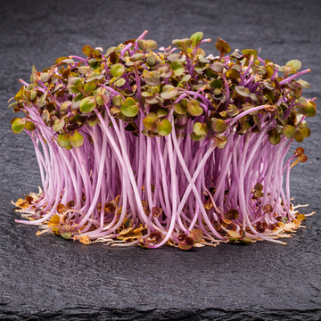 Red Cabbage Microgreens