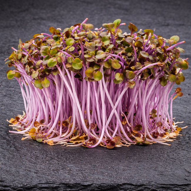 Photo de Micropousses de chou rouge. Micropousses de chou rouge (Brassica oleracea) produit des germes et des micropousses très décoratifs, aux tiges blanches ou fuchsia et aux cotylédons verts. Le visuel permet d'observer les contours, les teintes et la disposition des éléments présentés. Les détails de forme et les contrastes donnent un aperçu de l'apparence de cette plante ou de sa récolte.