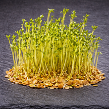 Organic green lentil microgreens 