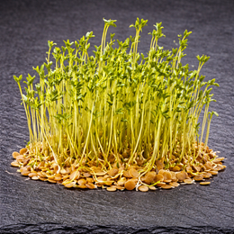 Organic green lentil microgreens 