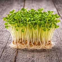 Organic Daikon Radish Microgreens