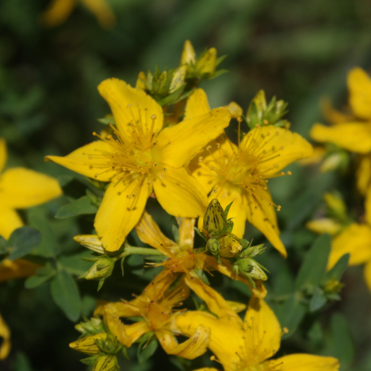 Millepertuis Commun. Fleurs jaunes de millepertuis au milieu des feuilles vertes. Le cadrage permet de voir les formes, les couleurs et les détails du sujet représenté. Les contours se détachent du fond de l’image, avec des différences de teinte et de texture visibles sur les surfaces. Cette vue accompagne la présentation du produit dans la boutique.