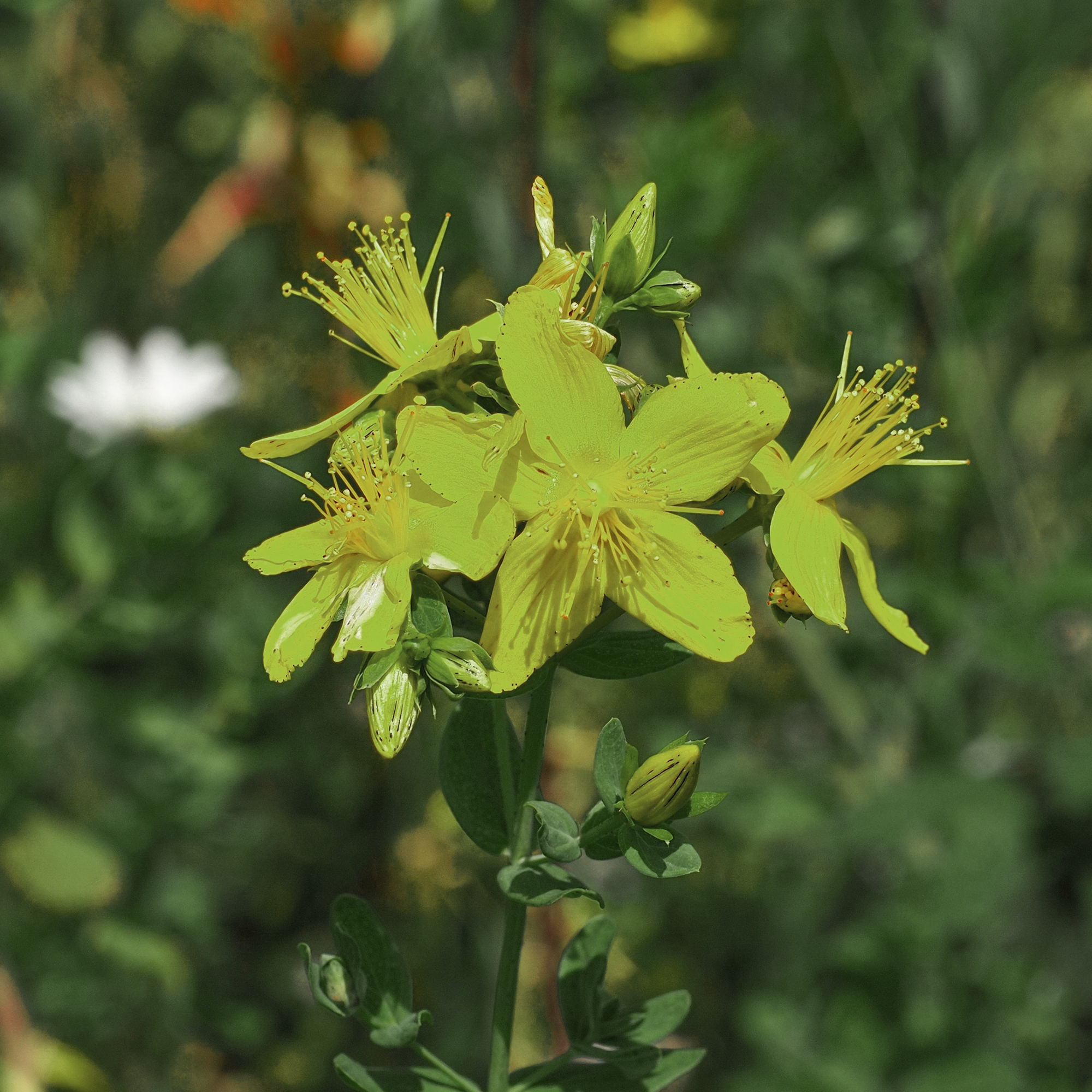 St. John's Wort